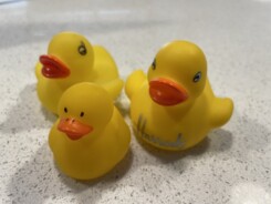 Three little rubber ducks.